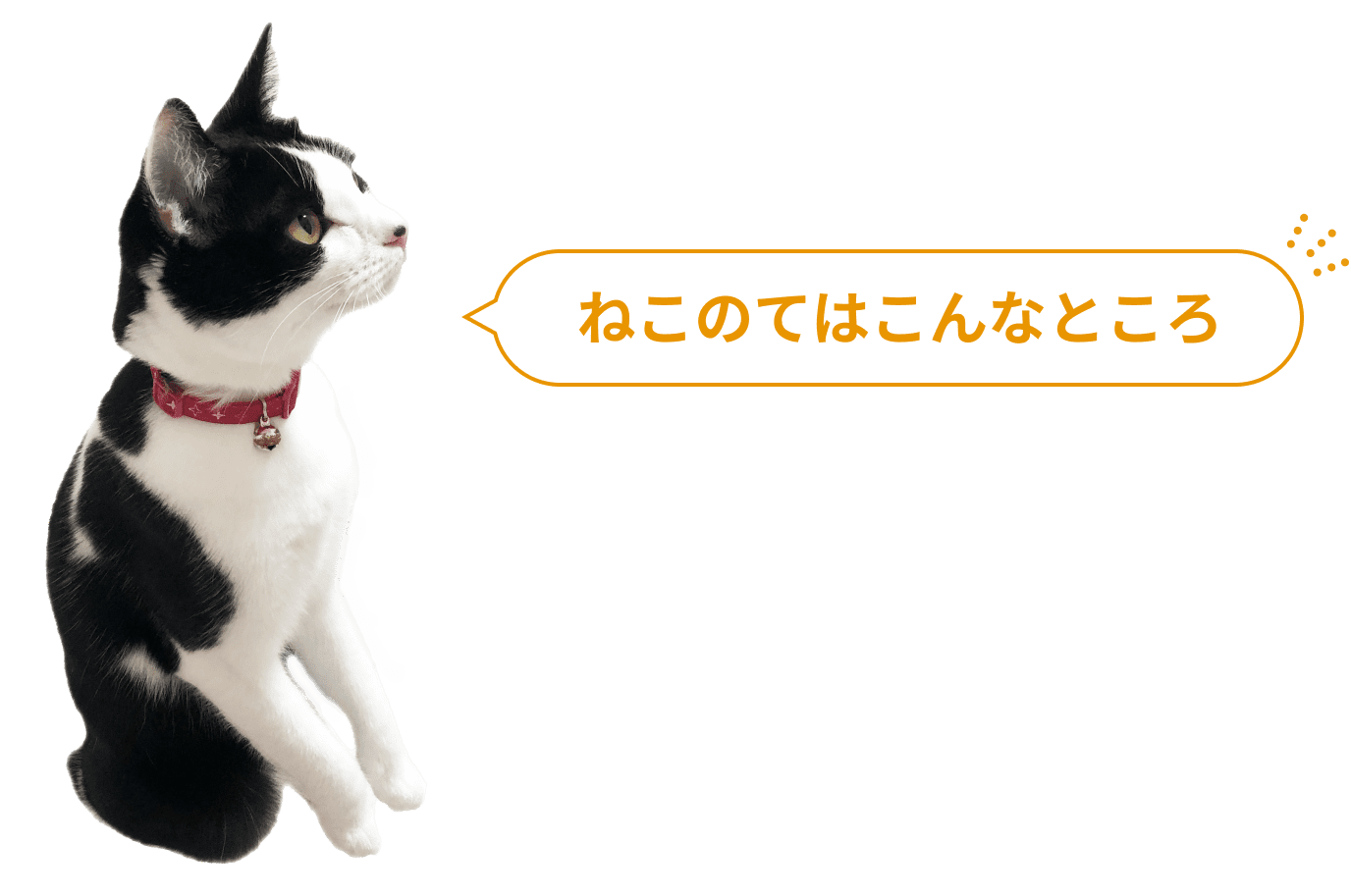 ねこのてはこんなところ